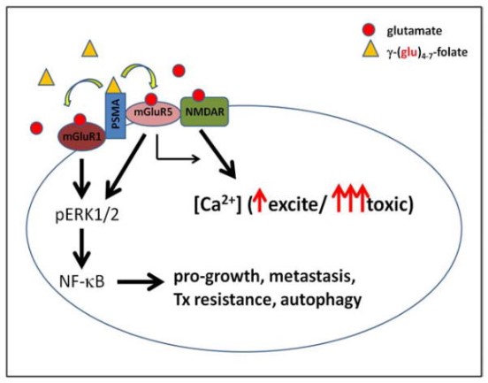 Diagram of the possible consequences of PSMA folate hydrolase activity in prostate cancer cells.jpg